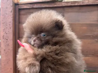 Pomeranian dogs Amazing Poms teddy bear🐻 1 left - Advert 1