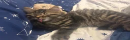 Mixed Breed cats for sale: Bengal x kitten  - Advert 3
