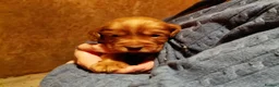 Cocker Spaniel dogs for sale: Fully Health Tested KC Reg Working Cocker Spaniels in Sheffield - Advert 3