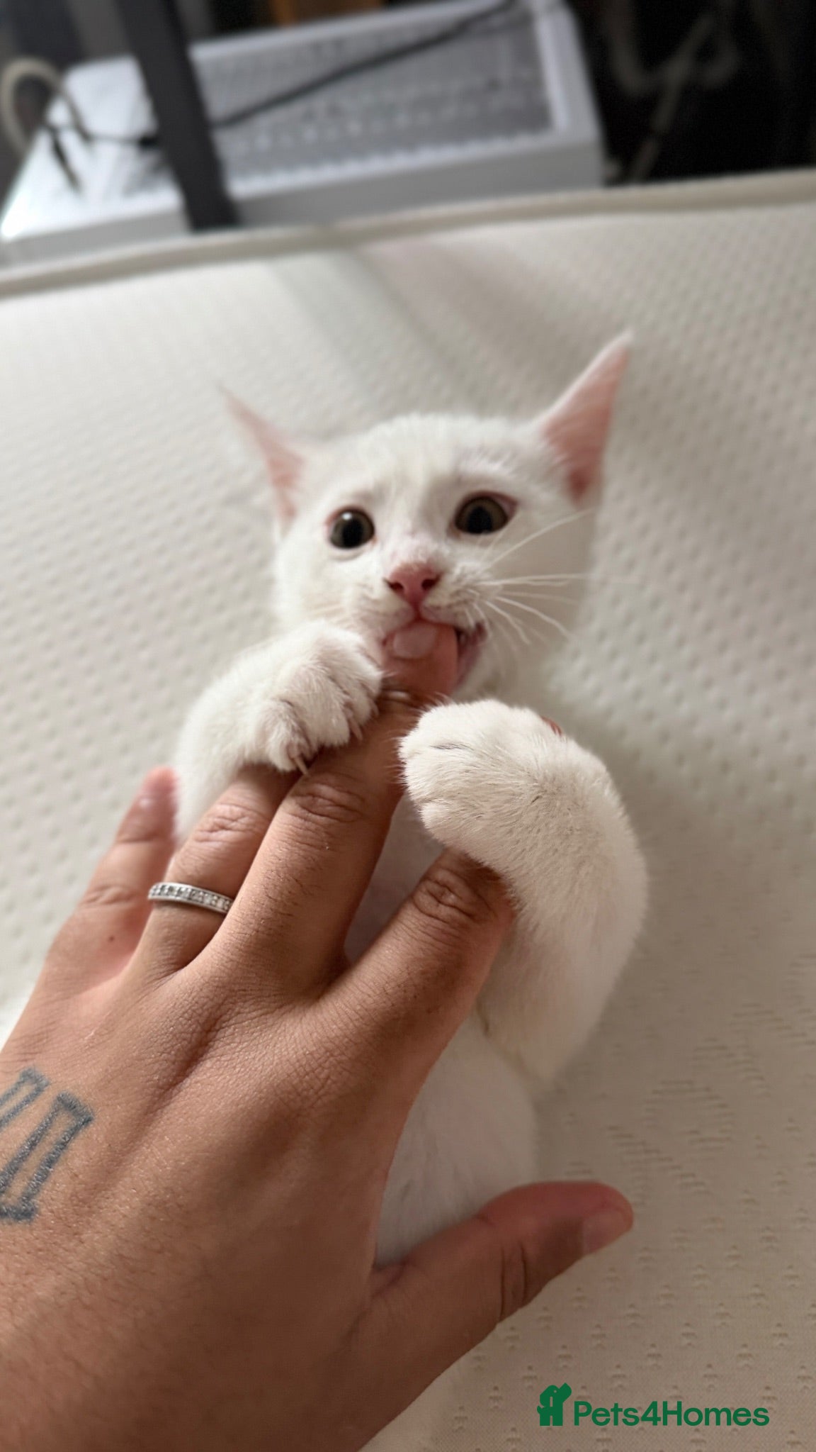 Ragdoll cats 3 Month ADORABLE 1/4 Ragdoll White Cat MALE - Advert 10