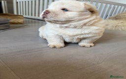 Chow Chow dogs for sale: 🔥 UK best Lilac platinum 🧸 chow chows KC  - Image 16