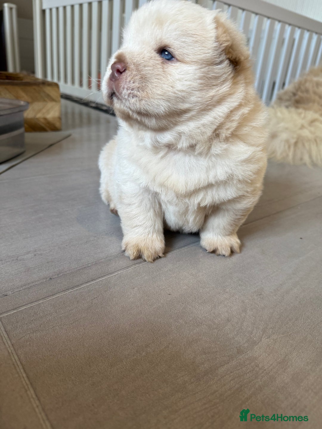 Chow Chow dogs for sale: 🔥 UK best Lilac platinum 🧸 chow chows KC  - Image 16
