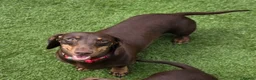 Miniature Dachshund dogs for sale: Stunning KC Registered Miniature Dax 15 mnths fema - Advert 1
