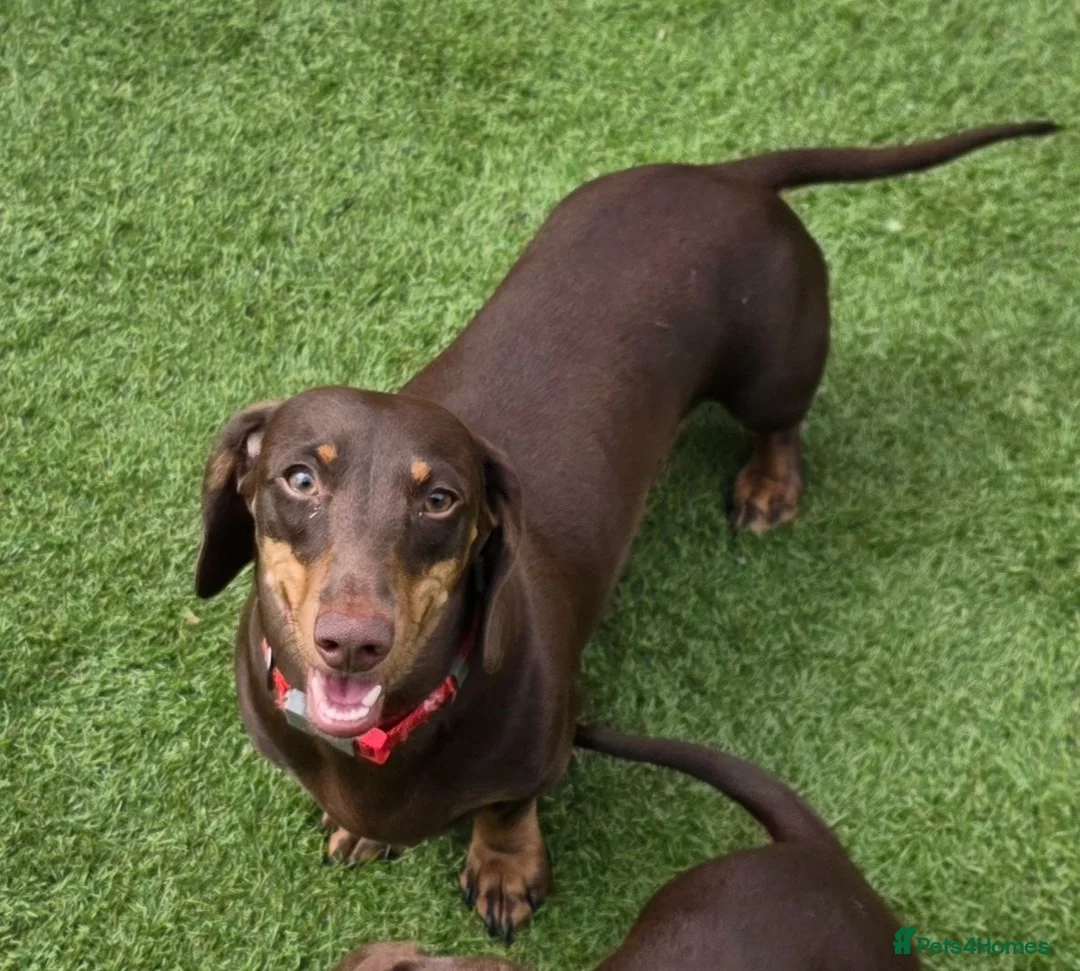 Miniature Dachshund dogs for sale: Stunning KC Registered Miniature Dax 15 mnths fema - Advert 1