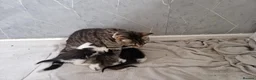 Mixed Breed cats for sale: Kittens ready for homes, tabby, white, black - Advert 8