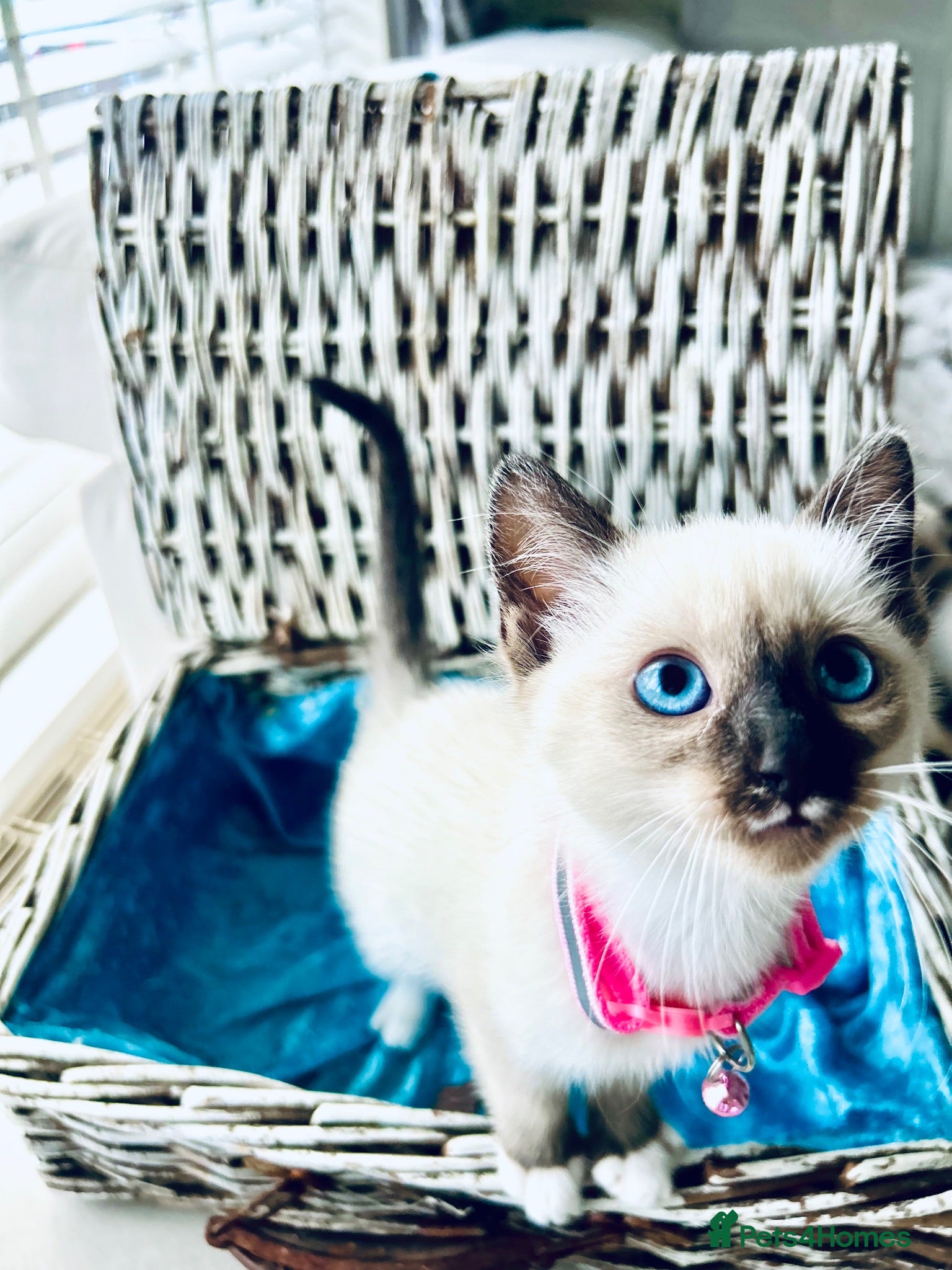 Ragamese cats Stunning Ragdoll x Thai Siamese - Advert 18