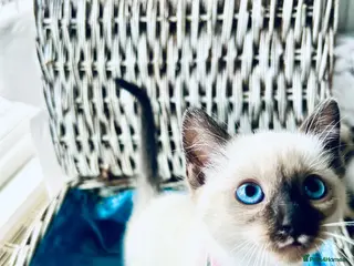 Ragamese cats Stunning Ragdoll x Thai Siamese - Advert 6