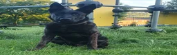Belgian Shepherd Dog dogs for sale: Dutch shepherd  in Sheffield - Advert 6