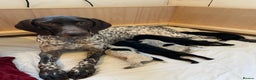 German Shorthaired Pointer dogs for sale: Stunning litter of German Shorthaired Pointers - Advert 2