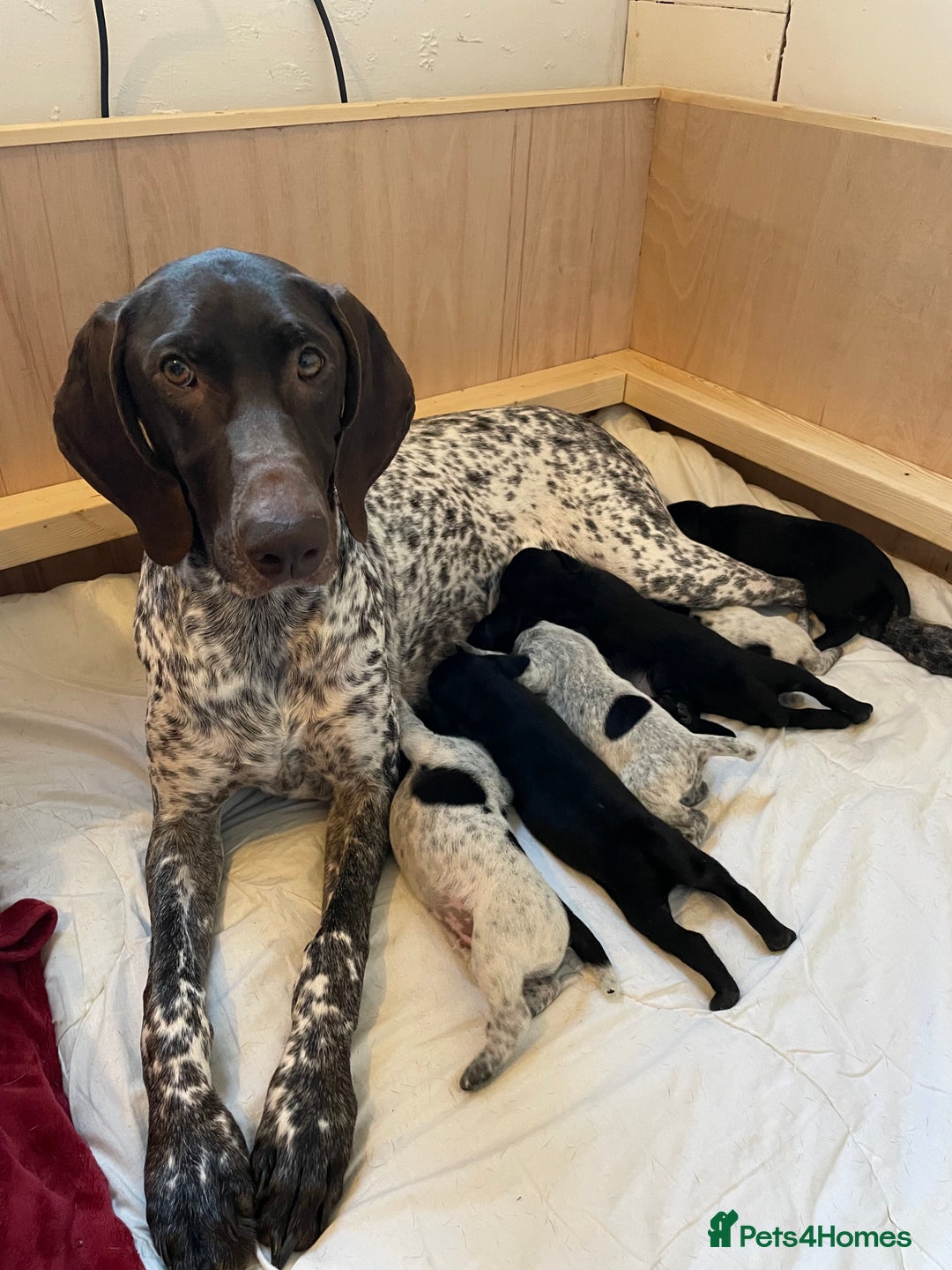 German Shorthaired Pointer dogs for sale: Stunning litter of German Shorthaired Pointers - Advert 2