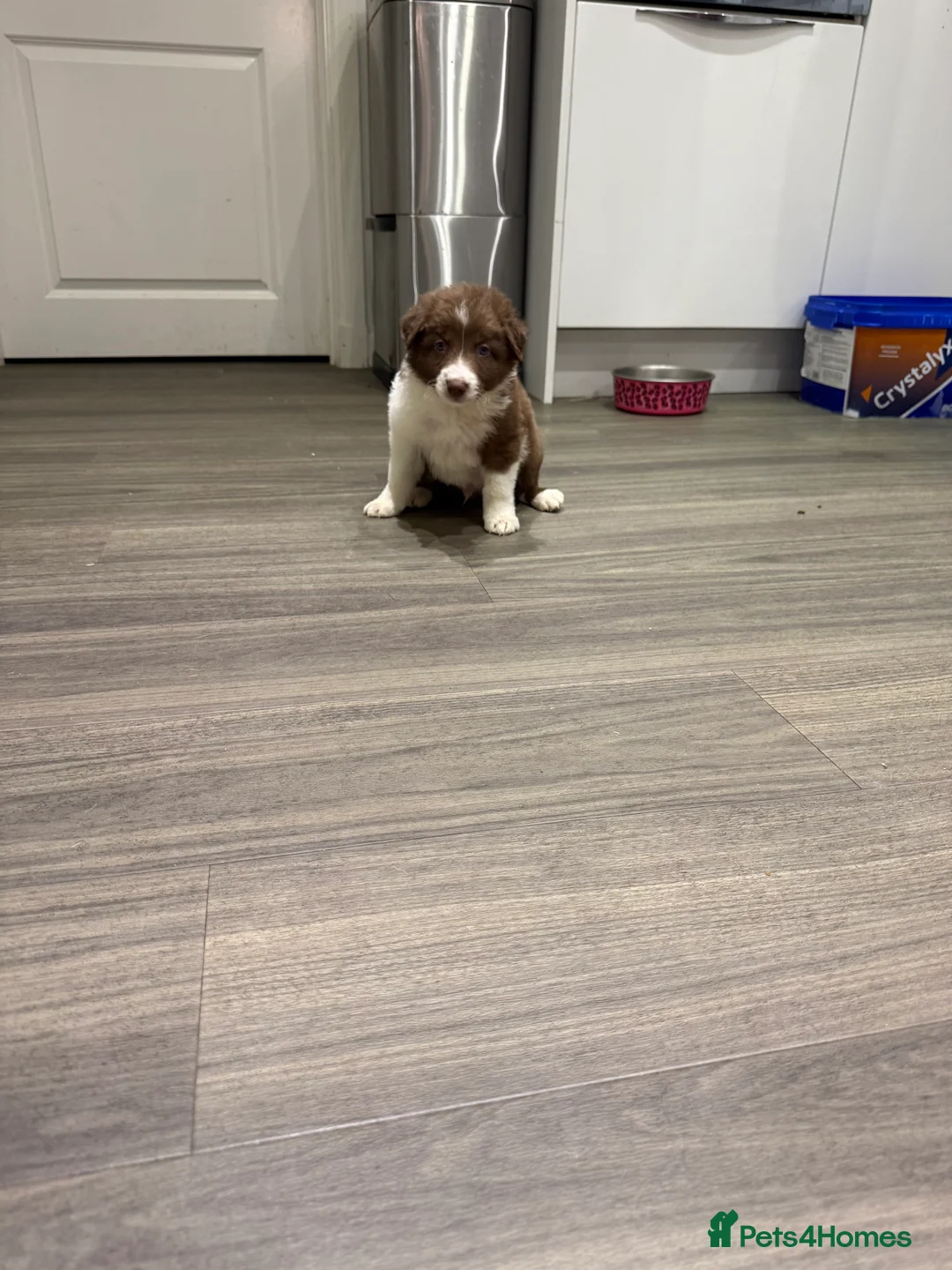 Border Collie dogs for sale: Border Collie red  - Advert 13