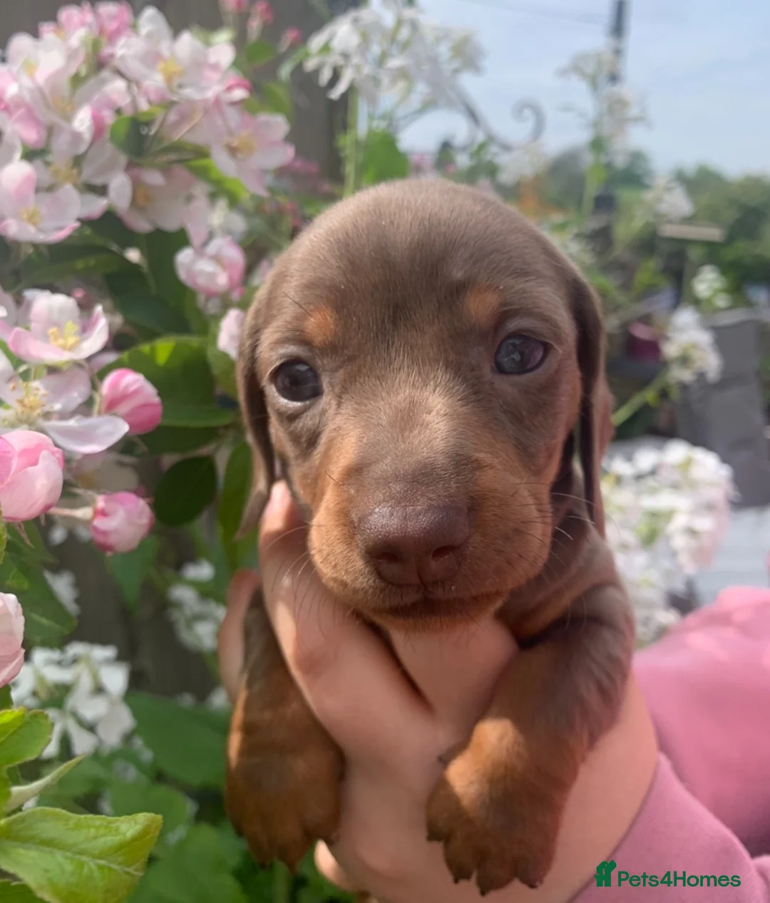 Miniature Dachshund dogs for sale: Miniature dachshund pupd - Advert 2