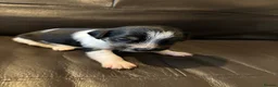 Jack Russell dogs for sale: Jack Russell puppies  in Launceston - Advert 2