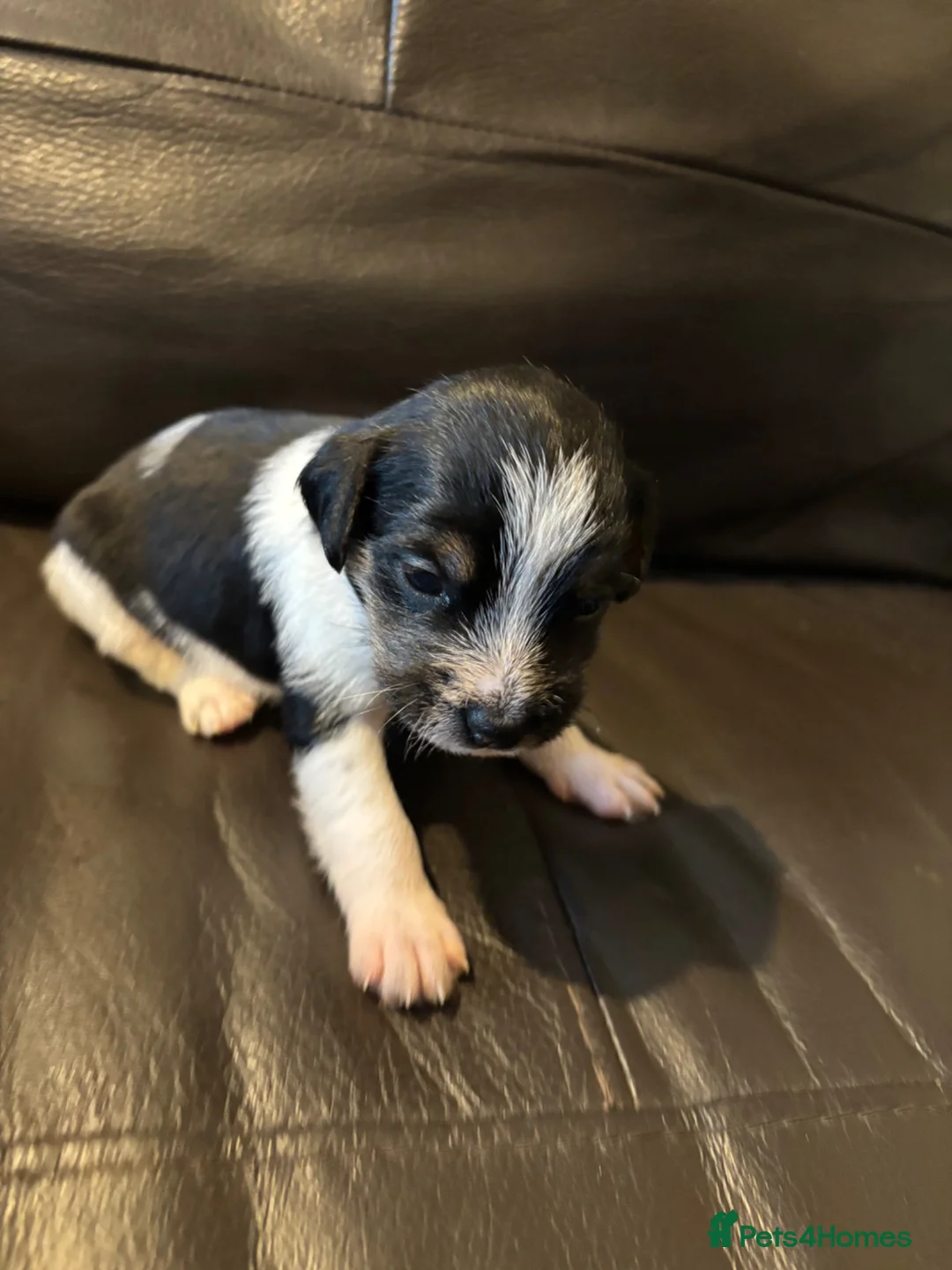 Jack Russell dogs for sale: Jack Russell puppies  in Launceston - Advert 2