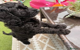 Cockapoo dogs for sale: Female cockapoo - Image 2