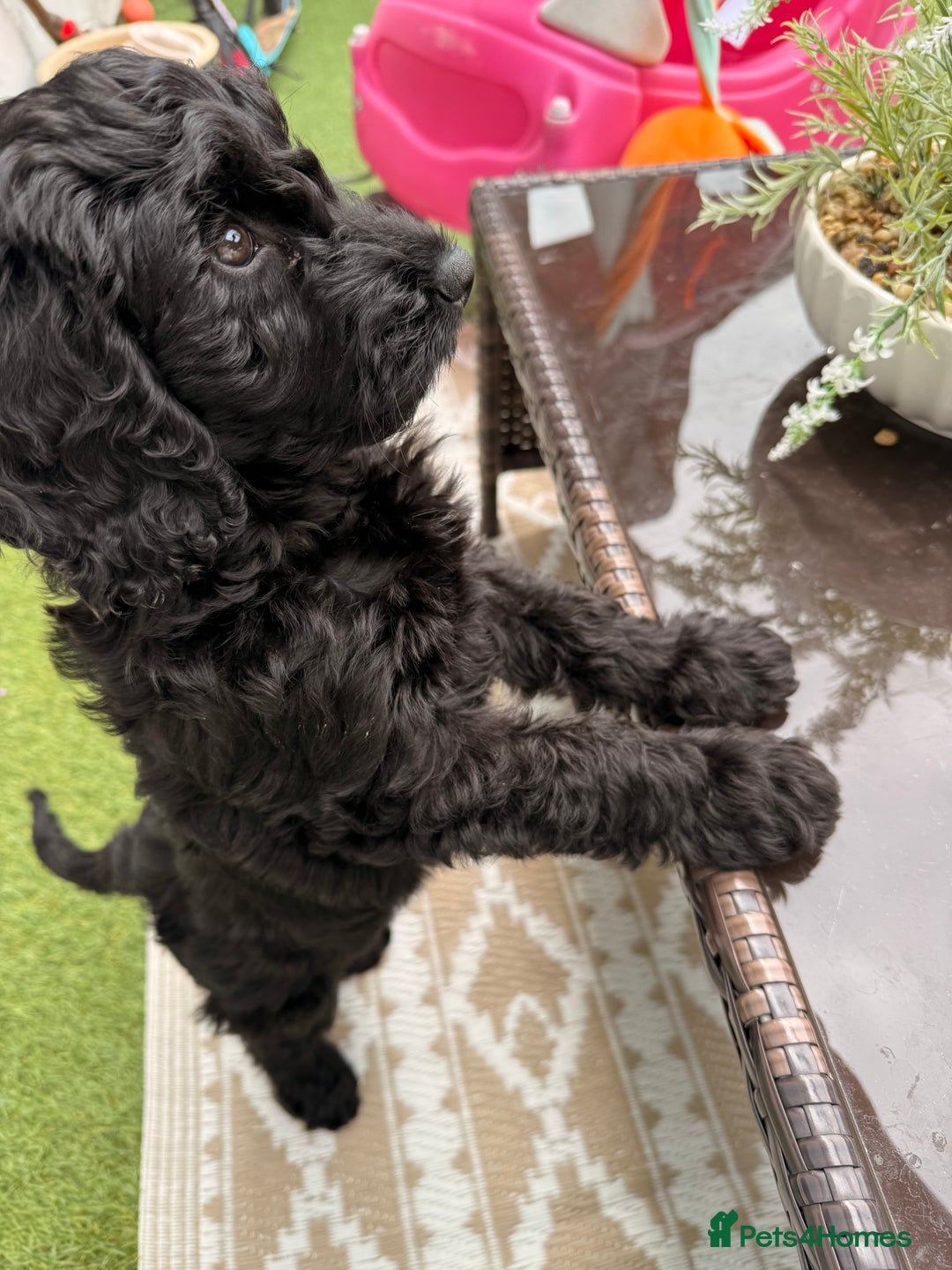 Cockapoo dogs for sale: Female cockapoo - Image 2
