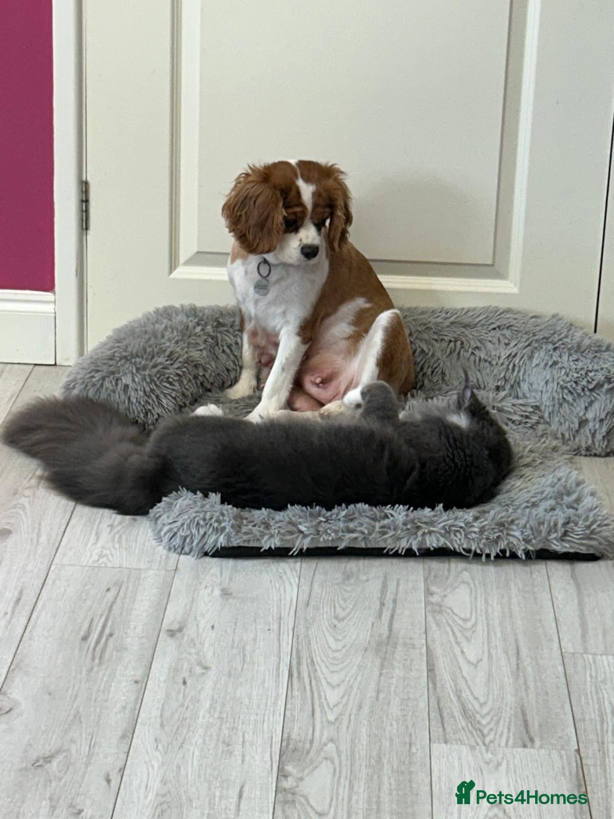 Cavalier King Charles Spaniel dogs 🐶 Lovely KC CKCS girl - Blenheim - Advert 1