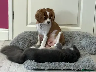 Cavalier King Charles Spaniel dogs 🐶 Lovely KC CKCS girl - Blenheim - Advert 1