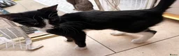 Mixed Breed cats for sale: Adorable kittens rehome ASAP - Advert 18