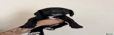 Cockerdor 4