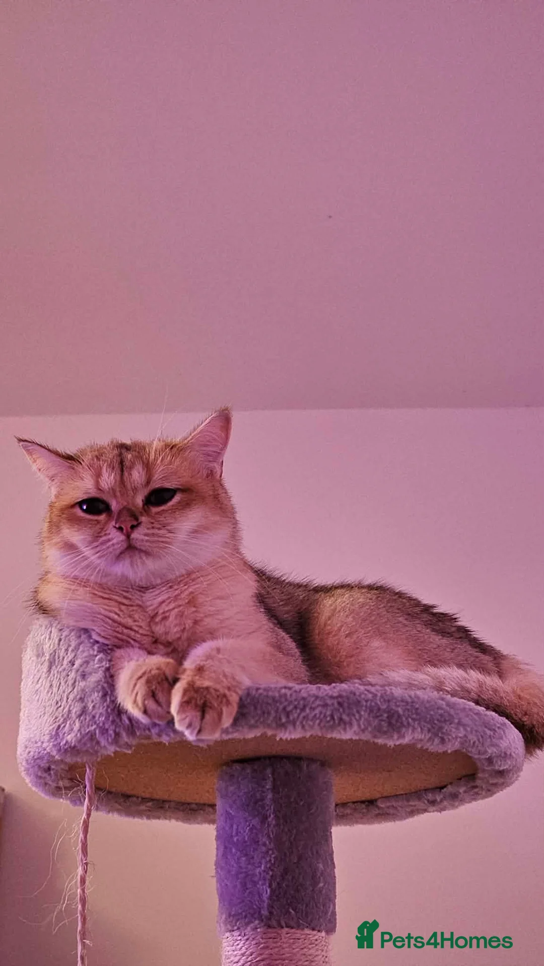 British Shorthair cats for sale: Black Golden Shaded British Shorthair Kittens TICA - Advert 20