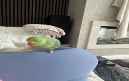 Ringnecks birds for sale: Hand reared ringneck - Image 6