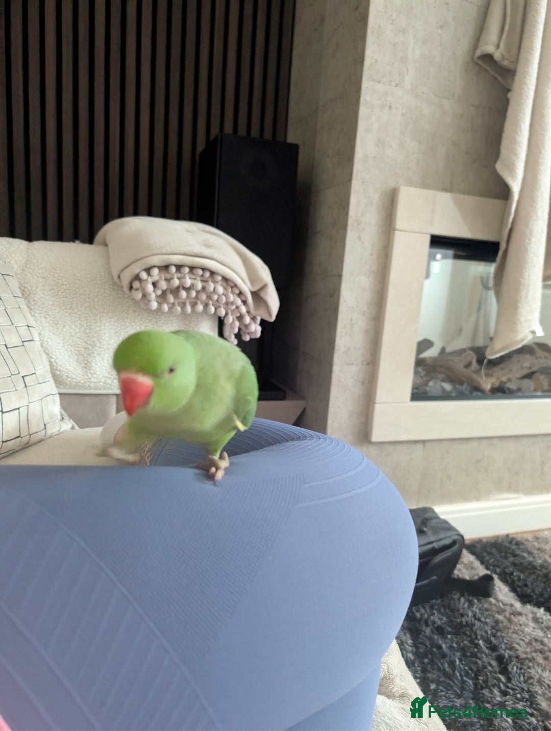 Ringnecks birds for sale: Hand reared ringneck - Image 6