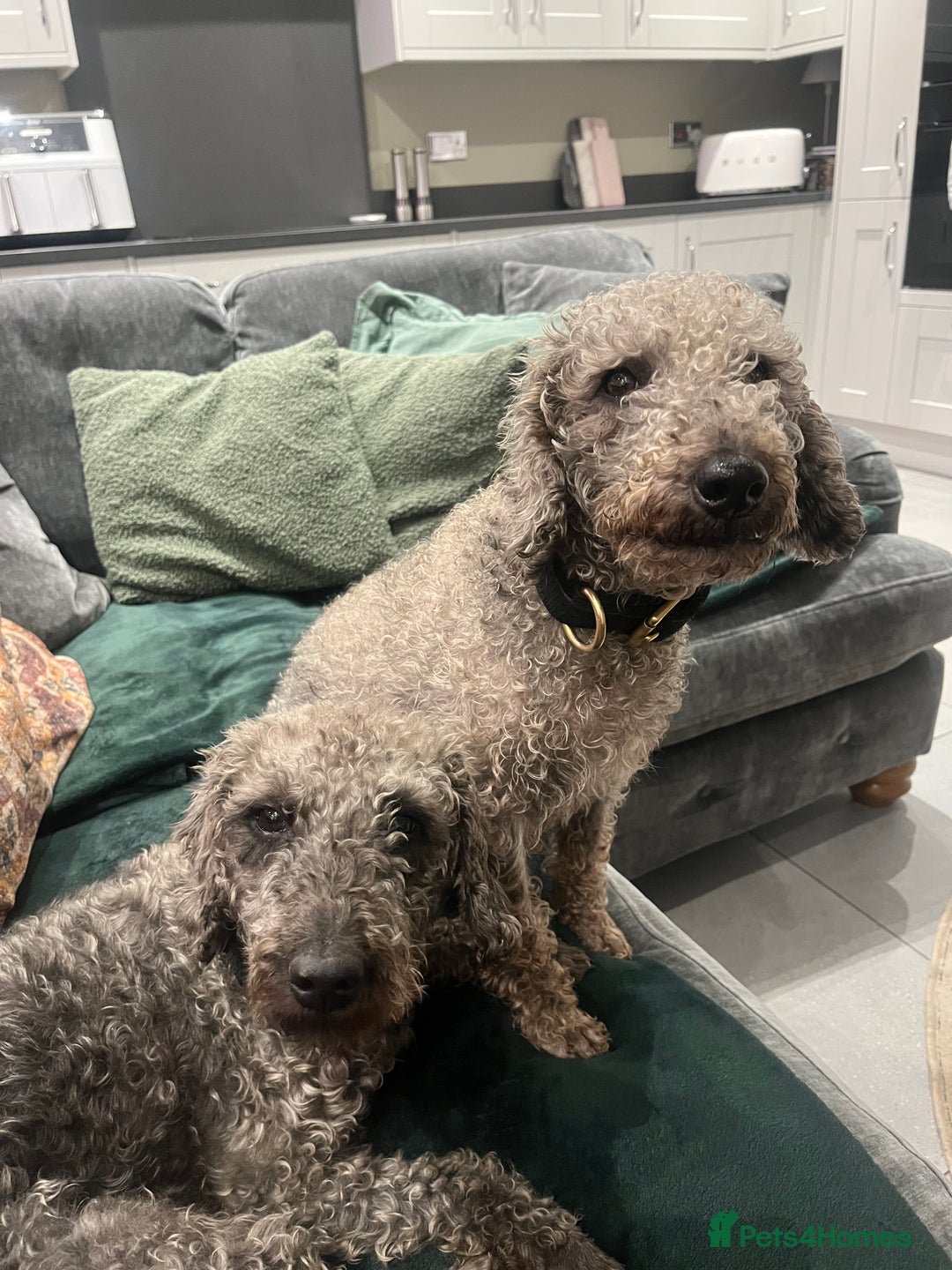 Bedlington Terrier dogs for sale: KC registered Bedlington terrier puppy - Advert 1