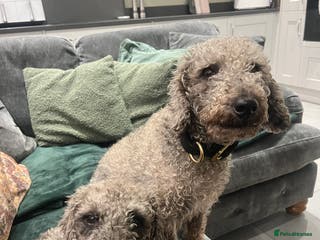 Bedlington Terrier dogs KC registered Bedlington terrier puppy - Advert 2