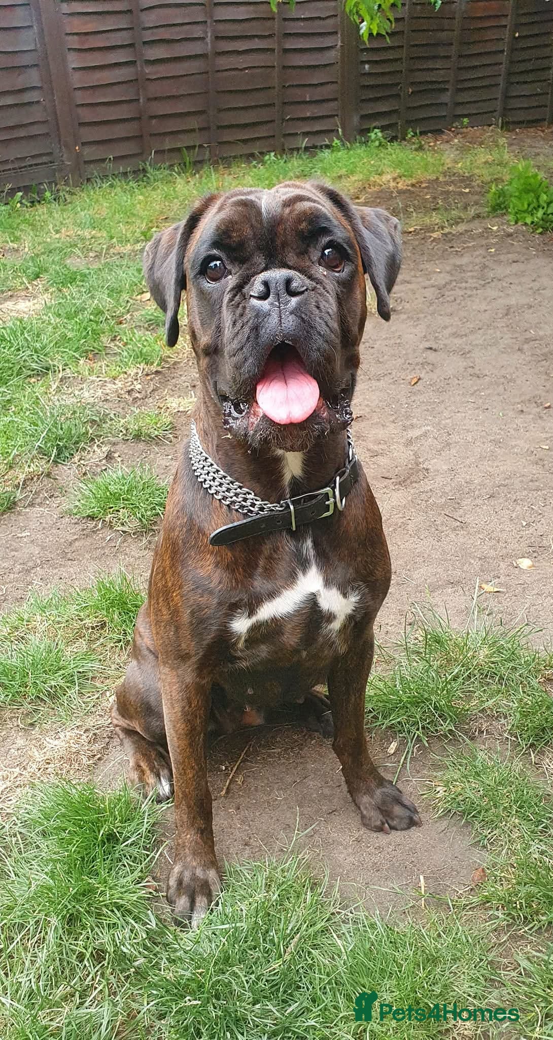 Boxer dogs for sale: Boxer Girl looking for new home - Advert 2