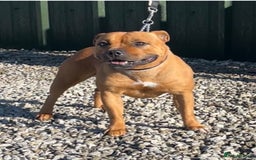 Staffordshire Bull Terrier dogs for sale: Cherry is looking for her new best friend  - Image 2