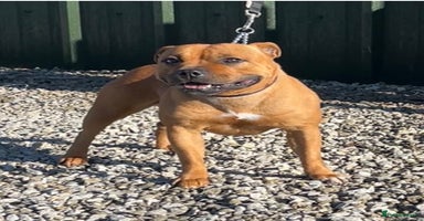 Staffordshire Bull Terrier dogs - Advert 4