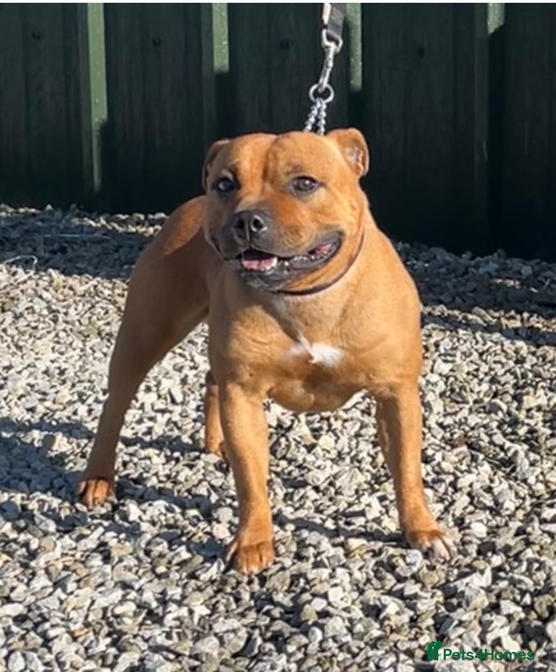 Staffordshire Bull Terrier dogs for sale: Cherry is looking for her new best friend  - Image 2