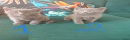 British Shorthair cats for sale: Only 3 kittens are left looking for a new home. - Advert 15