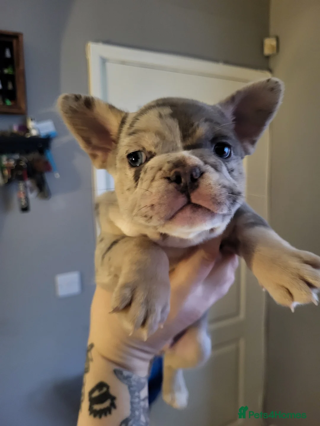 French Bulldog dogs for sale: French Bulldog Puppies - Advert 5