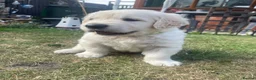 Golden Retriever dogs for sale: Gorgeous Chunky Golden Retriever Puppies - Advert 18