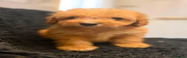 Cockapoo 2