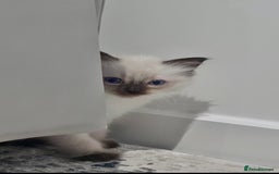 Ragdoll cats for sale: One male and one female left - Image 3