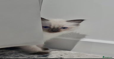 Ragdoll cats - Advert 3