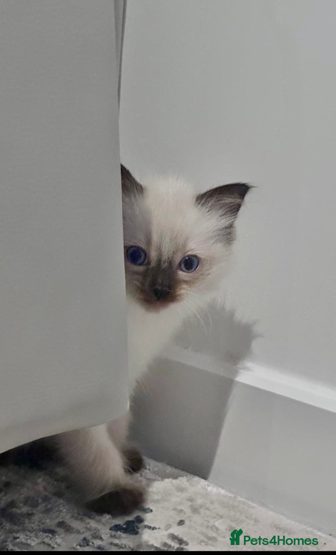 Ragdoll cats for sale: One male and one female left - Image 3