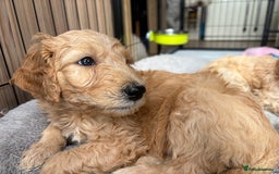 Goldendoodle dogs for sale: 🐶🐾🐶AUSTRALIAN DOUBLE DOODLE PUPPIES🐶🐾🐶 - Image 15