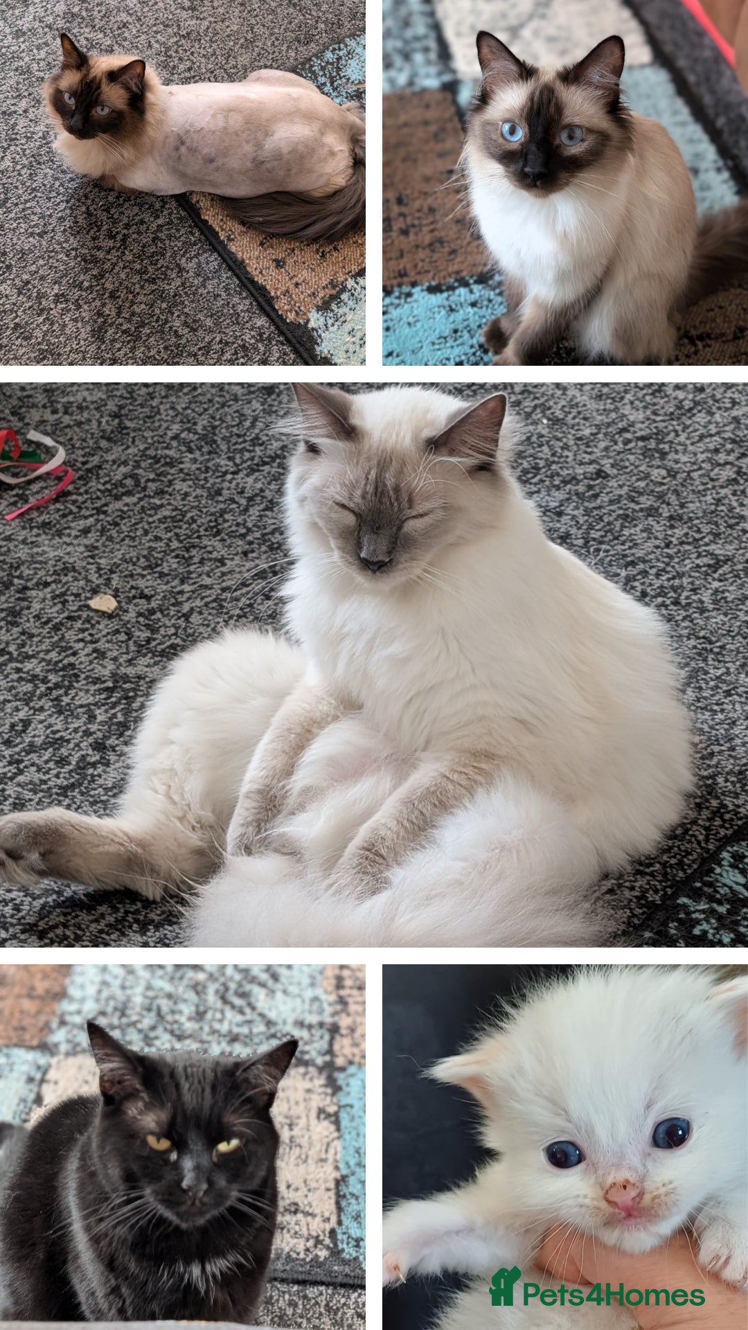Ragdoll cats for sale: 1 year old Male blue point ragdoll  - Advert 9