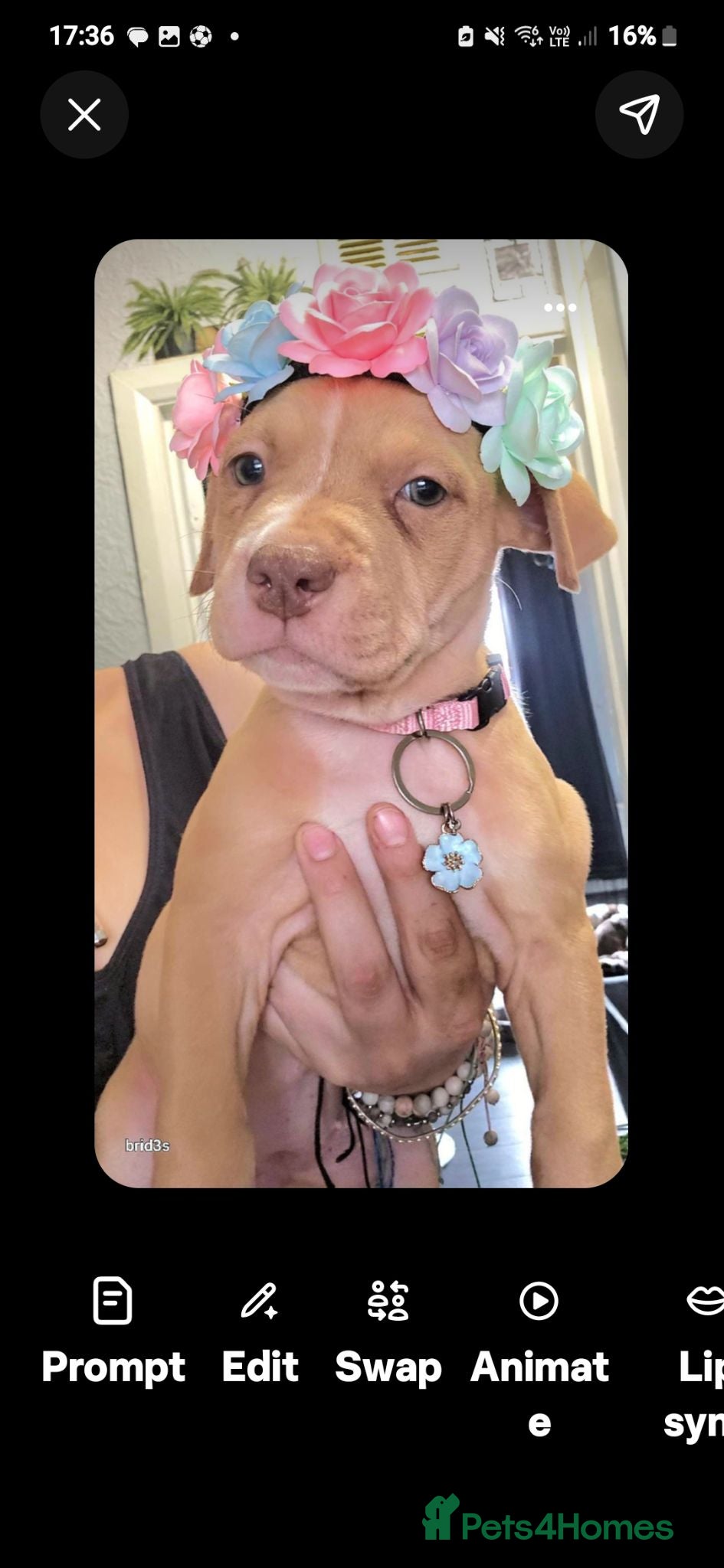 Mixed Breed dogs Sharpei x American bulldog pups - Advert 22