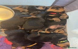 Rottweiler dogs for sale:  Rottweiler Puppies - READY NOW! 2 LEFT!  - Image 11