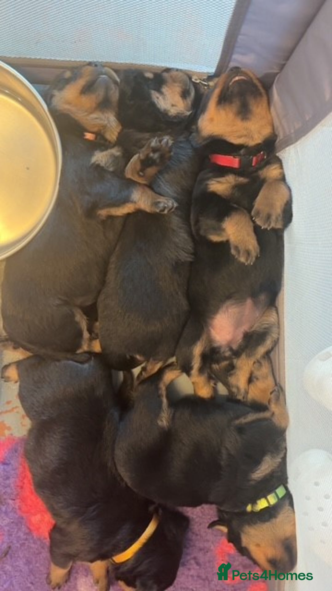 Rottweiler dogs for sale:  Rottweiler Puppies - READY NOW! 2 LEFT!  - Image 11