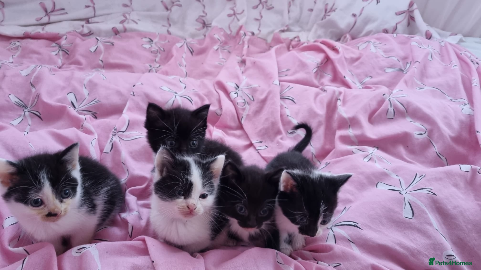 Mixed Breed cats 5 lovely kittens for sale😻 Ready from now  - Advert 1