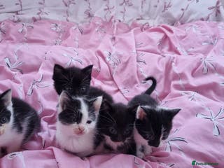 Mixed Breed cats 5 lovely kittens for sale😻 Ready from now - Advert 2
