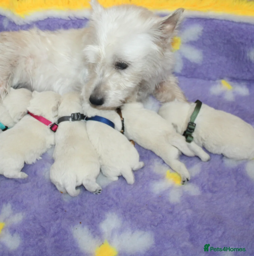 West Highland Terrier dogs for sale: Beautiful west highland terrier puppies for sale - Advert 1