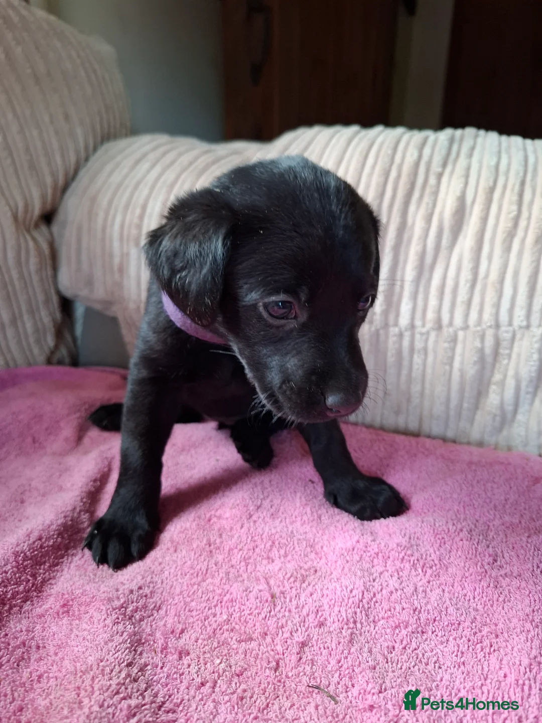 Labrador Retriever dogs for sale: LABRADOR PUPPIES FOR SALE  - Advert 18