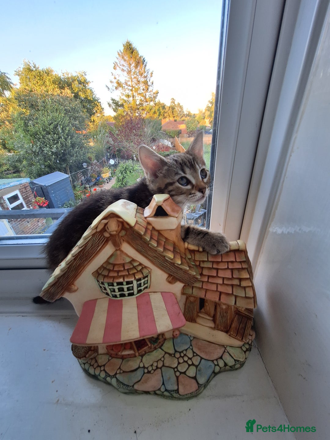 Domestic Shorthair cats for sale: ✨️ Beautiful 2 kittens 🩷🩵 Ready for homes now ✨️ - Image 21